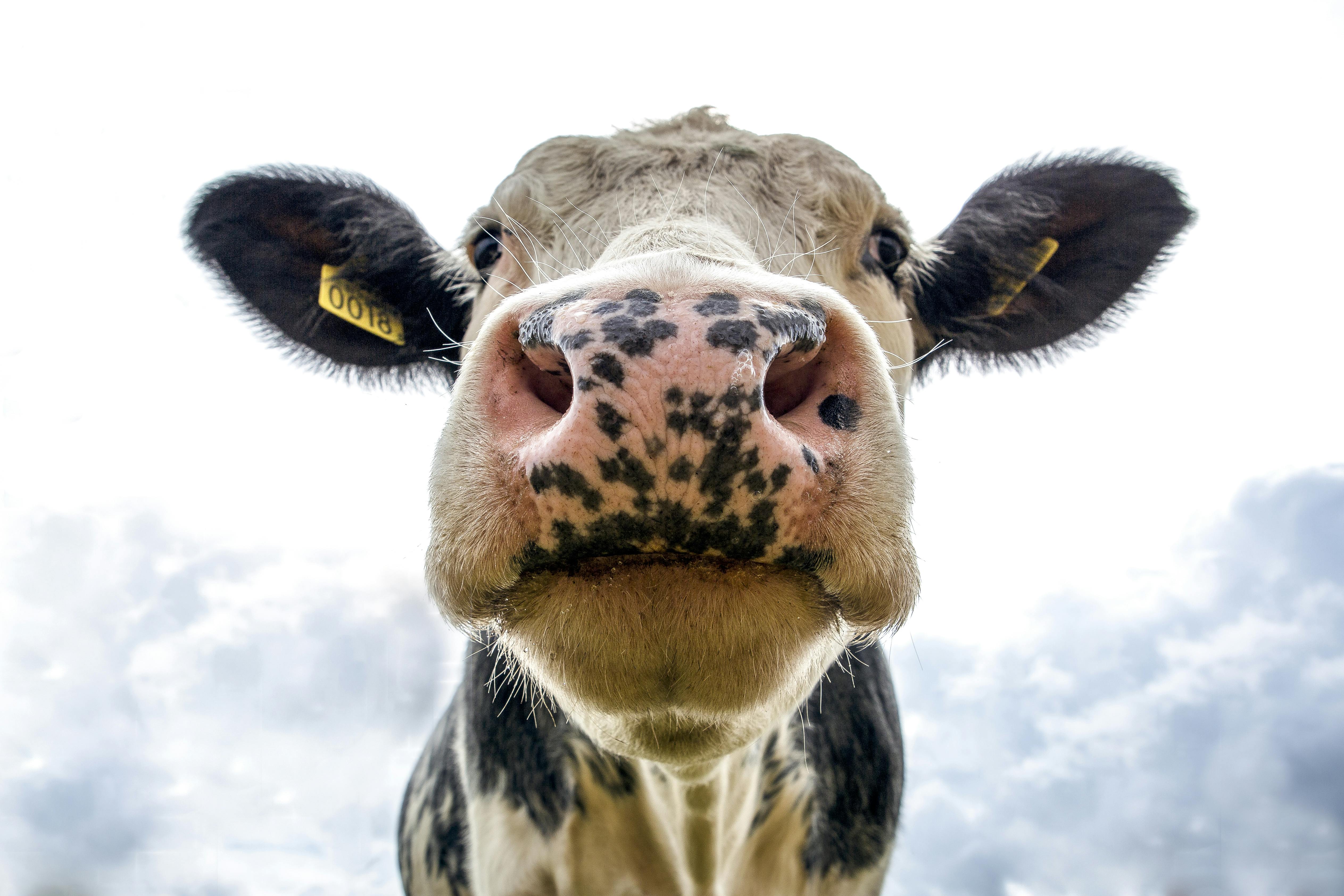 Cattle Feed