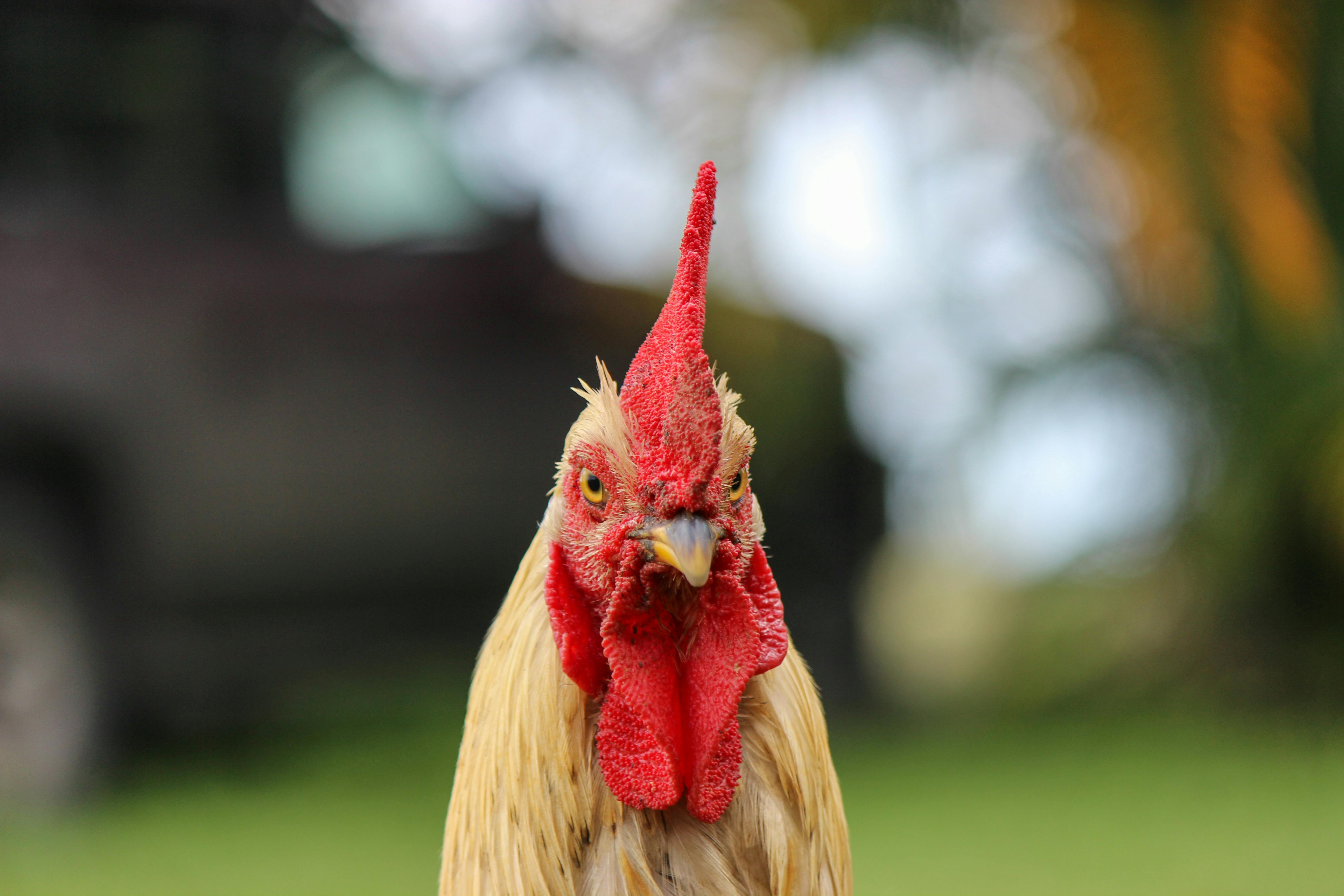 Poultry Feed