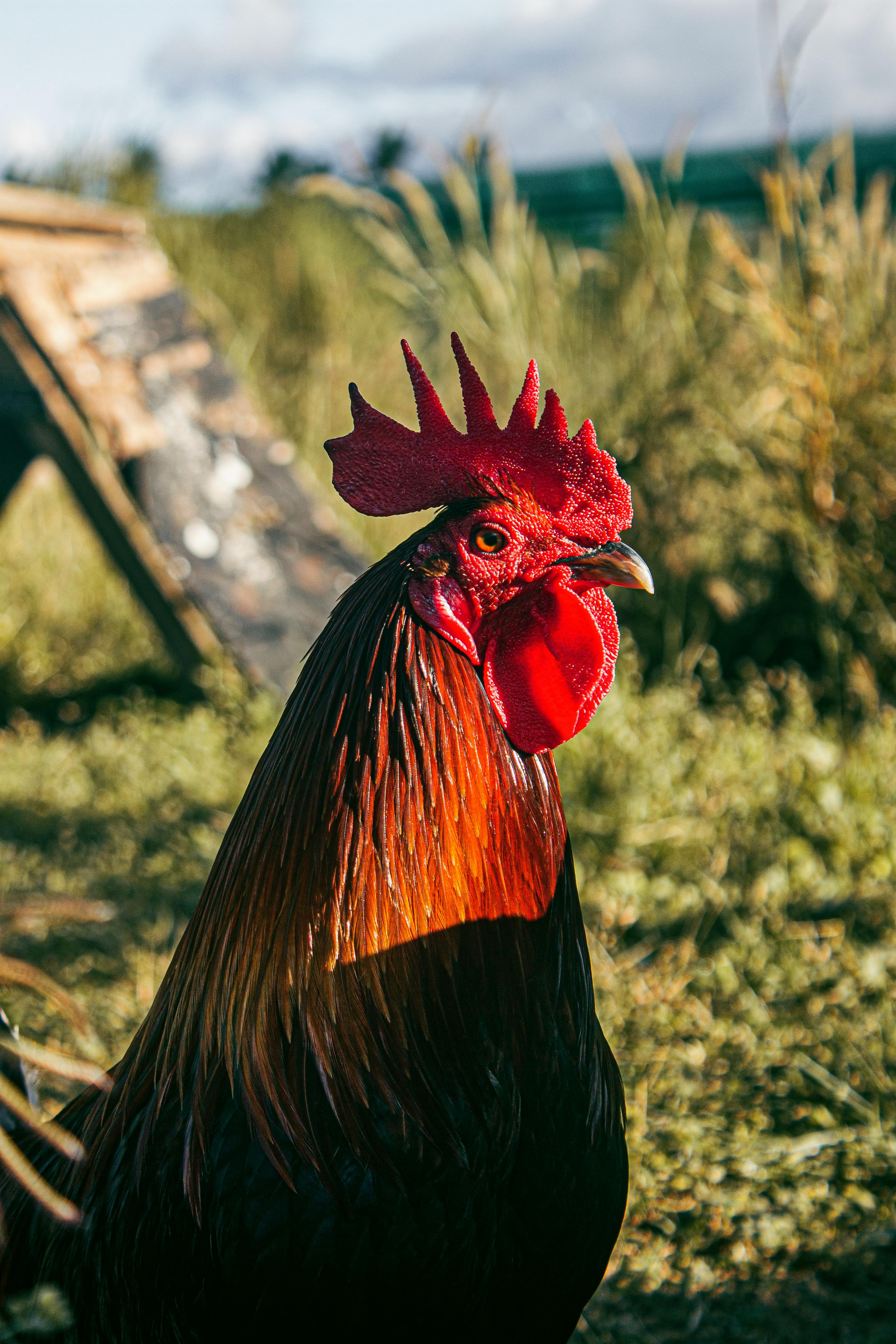 Poultry Feed