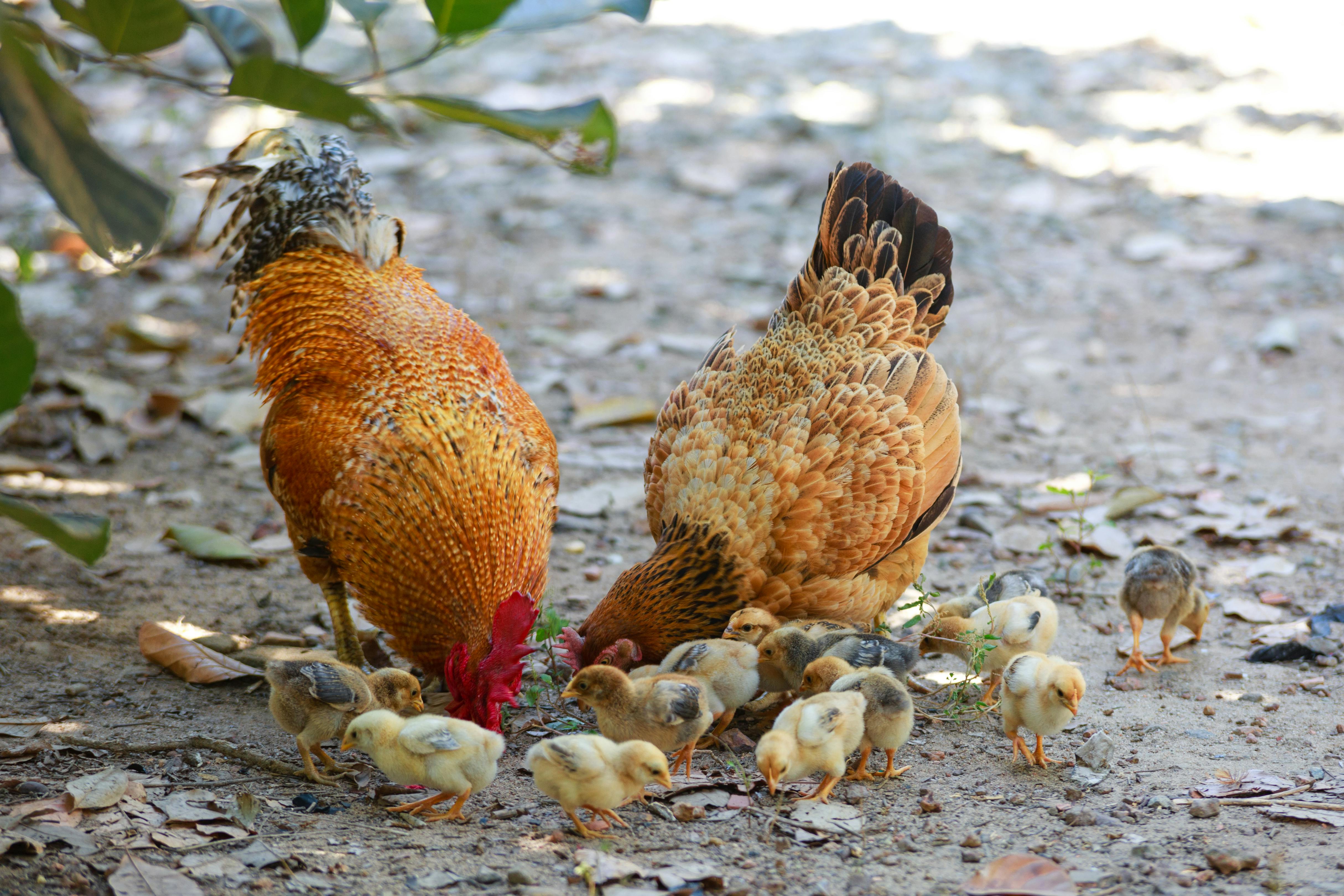 Poultry Feed